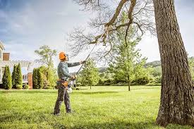 Best Tree Disease Treatment  in Bedford Hills, NY