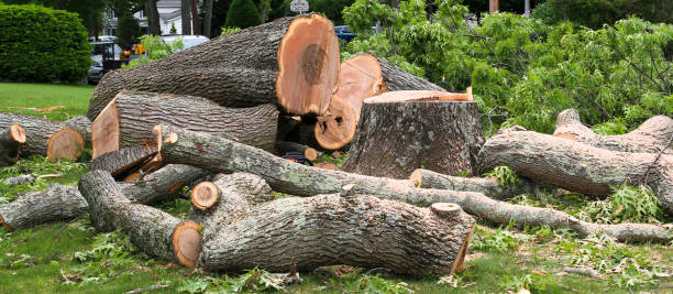 Bedford Hills, NY Tree Services Company